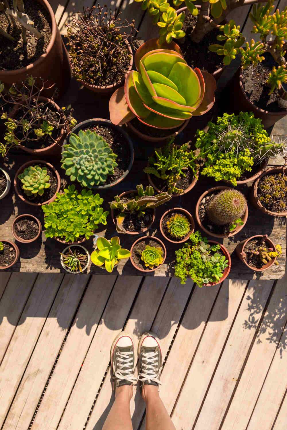 Herb Spiral Terraces - Terraced Gardening Ideas