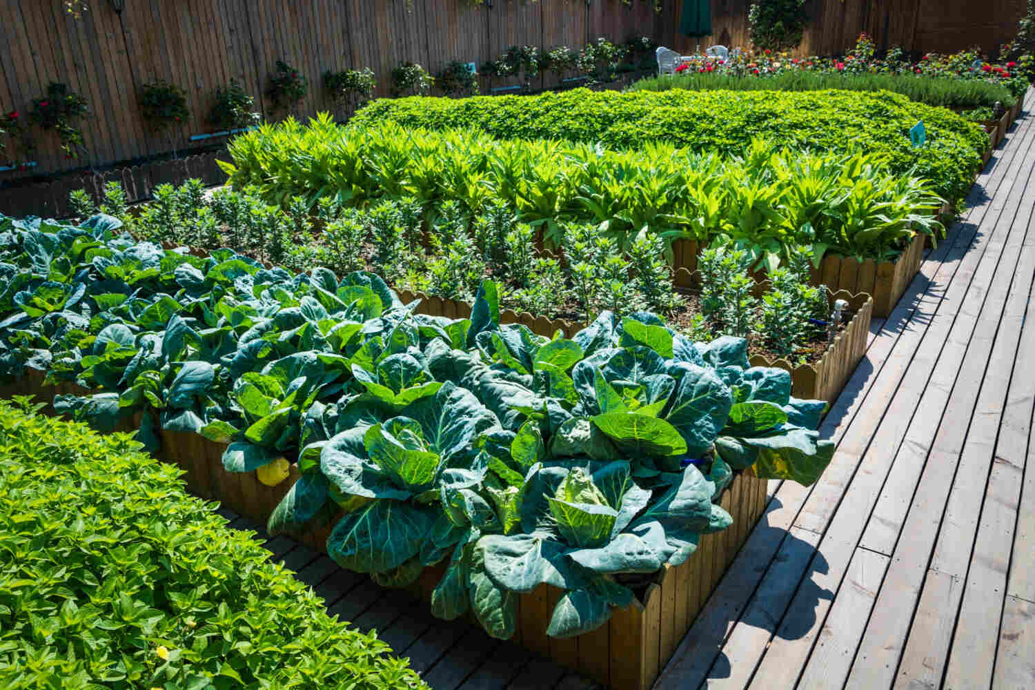 Tiered Vegetable Gardens - Terraced Gardening Ideas