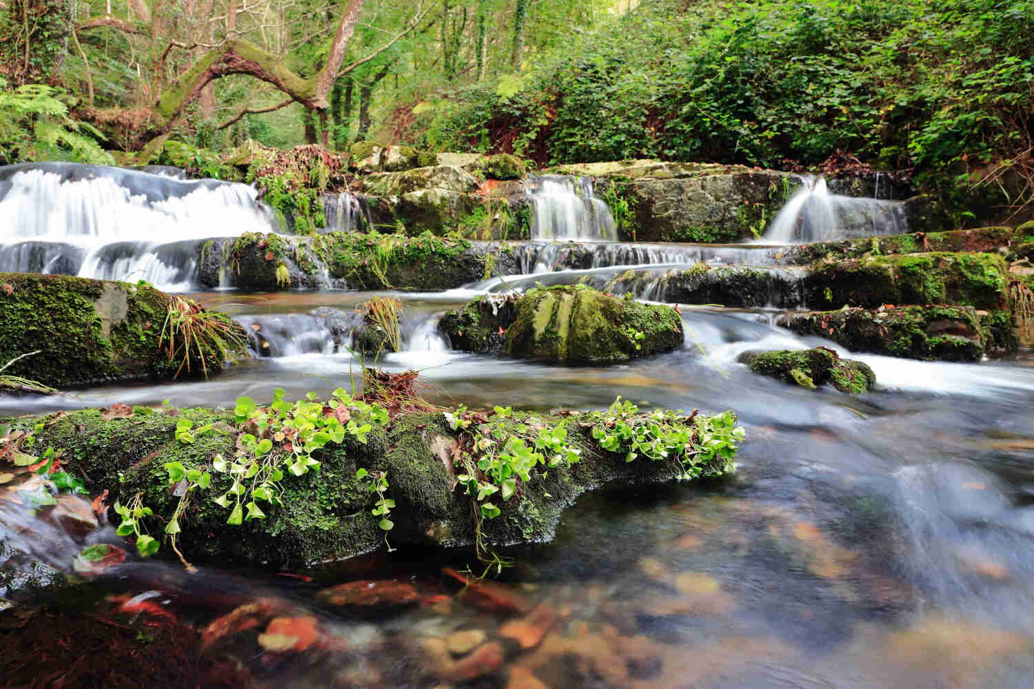 Waterfall Feature with Terraced Ponds - Terraced Gardening Ideas