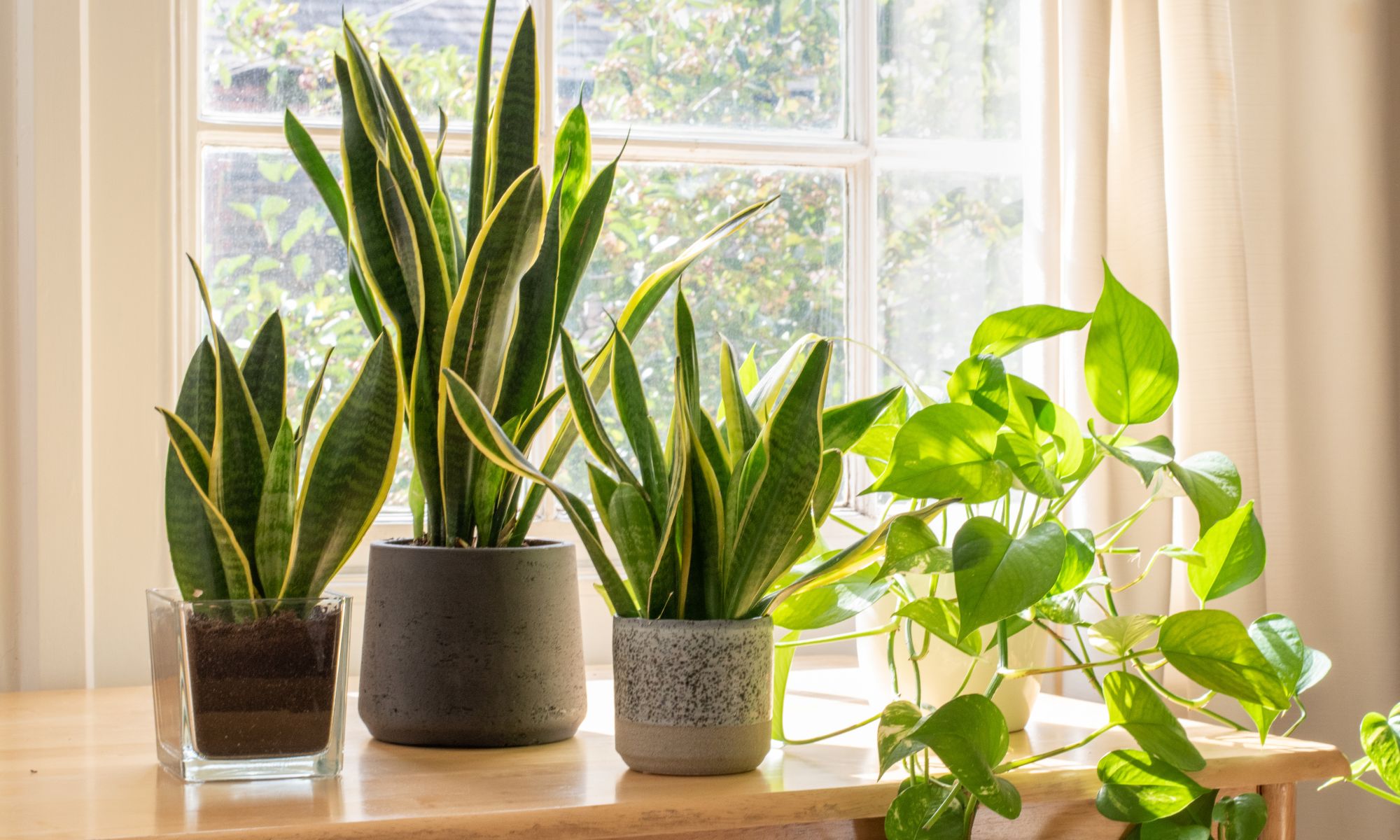 Snake Plant - Indoor Plants That Purify Air and Boost Your Mood