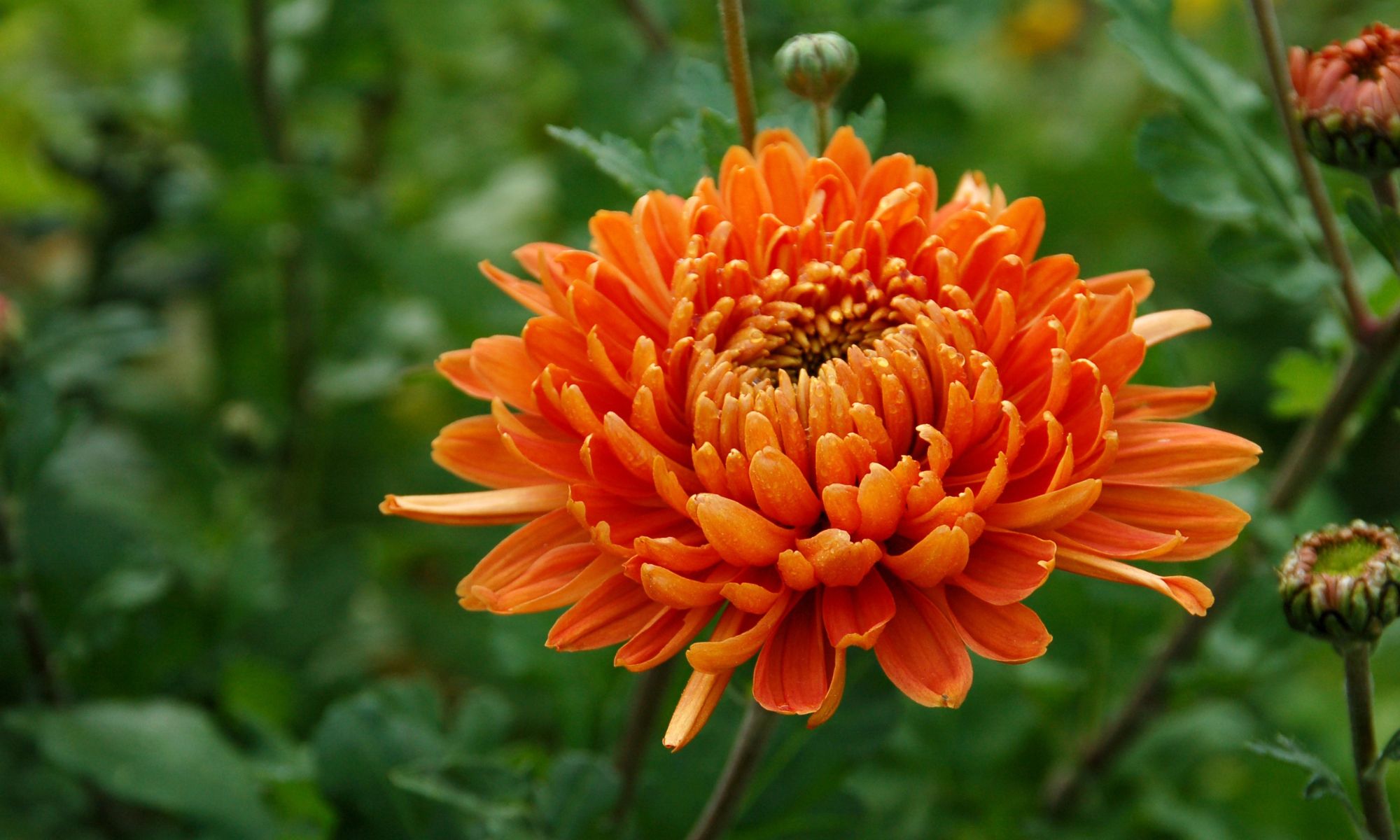 Chrysanthemum (Chrysanthemum morifolium) - Indoor Plants That Purify Air and Boost Your Mood