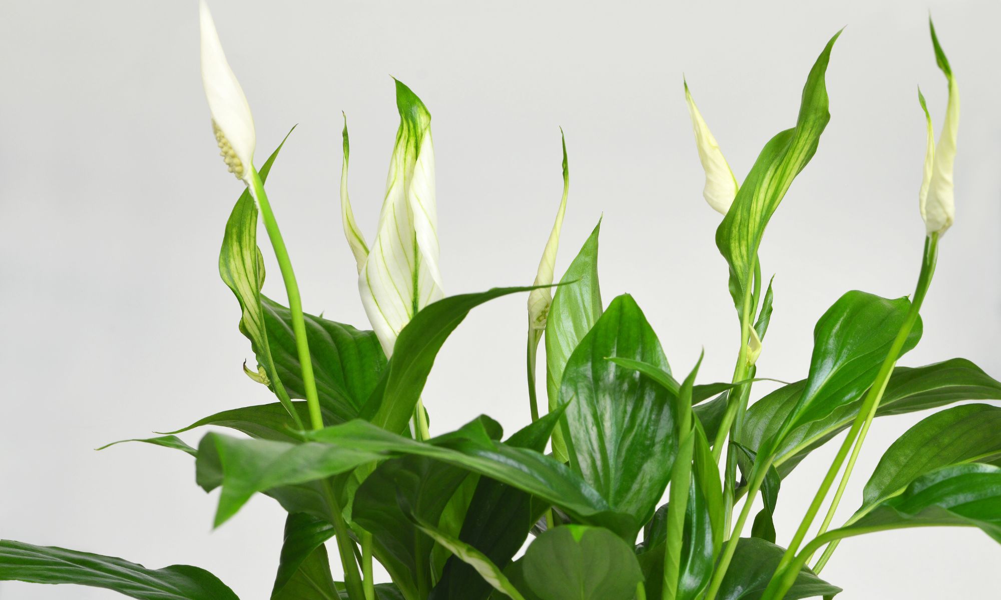 Peace Lily (Spathiphyllum) - Indoor Plants That Purify Air and Boost Your Mood