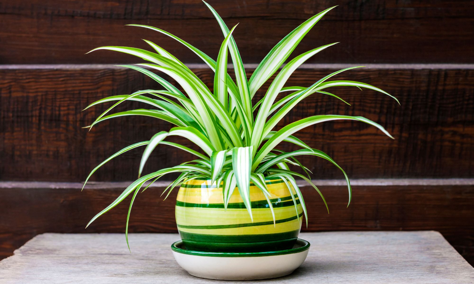 Spider Plant (Chlorophytum comosum) Indoor Plants That Purify Air and Boost Your Mood