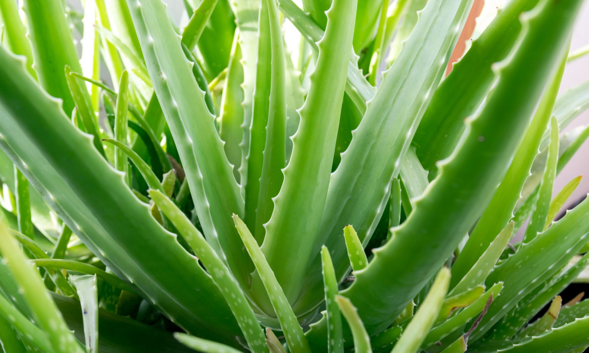 Aloe Vera (Aloe barbadensis miller)