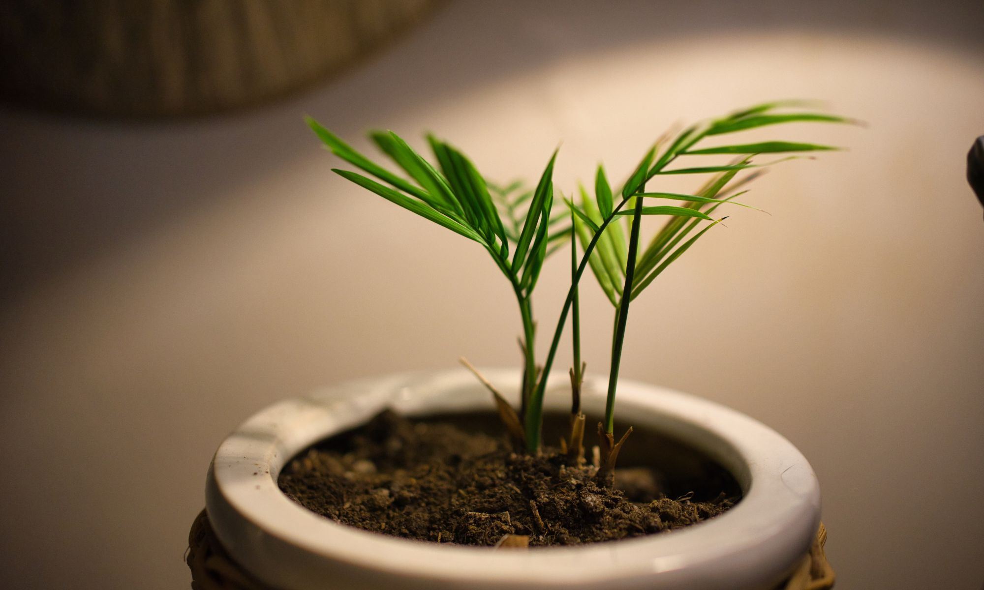 Areca Palm (Dypsis lutescens) - Indoor Plants That Purify Air and Boost Your Mood