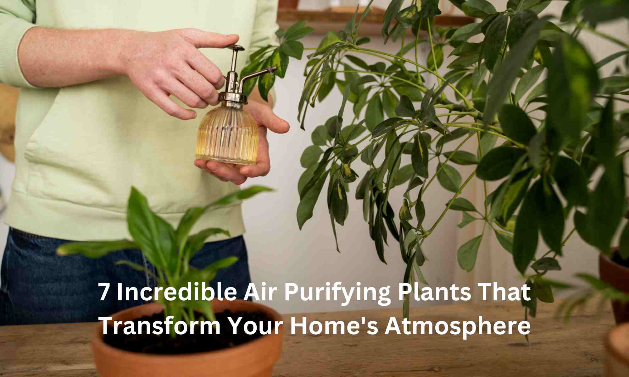 Air Purifying Plants That Transform Your Home's Atmosphere