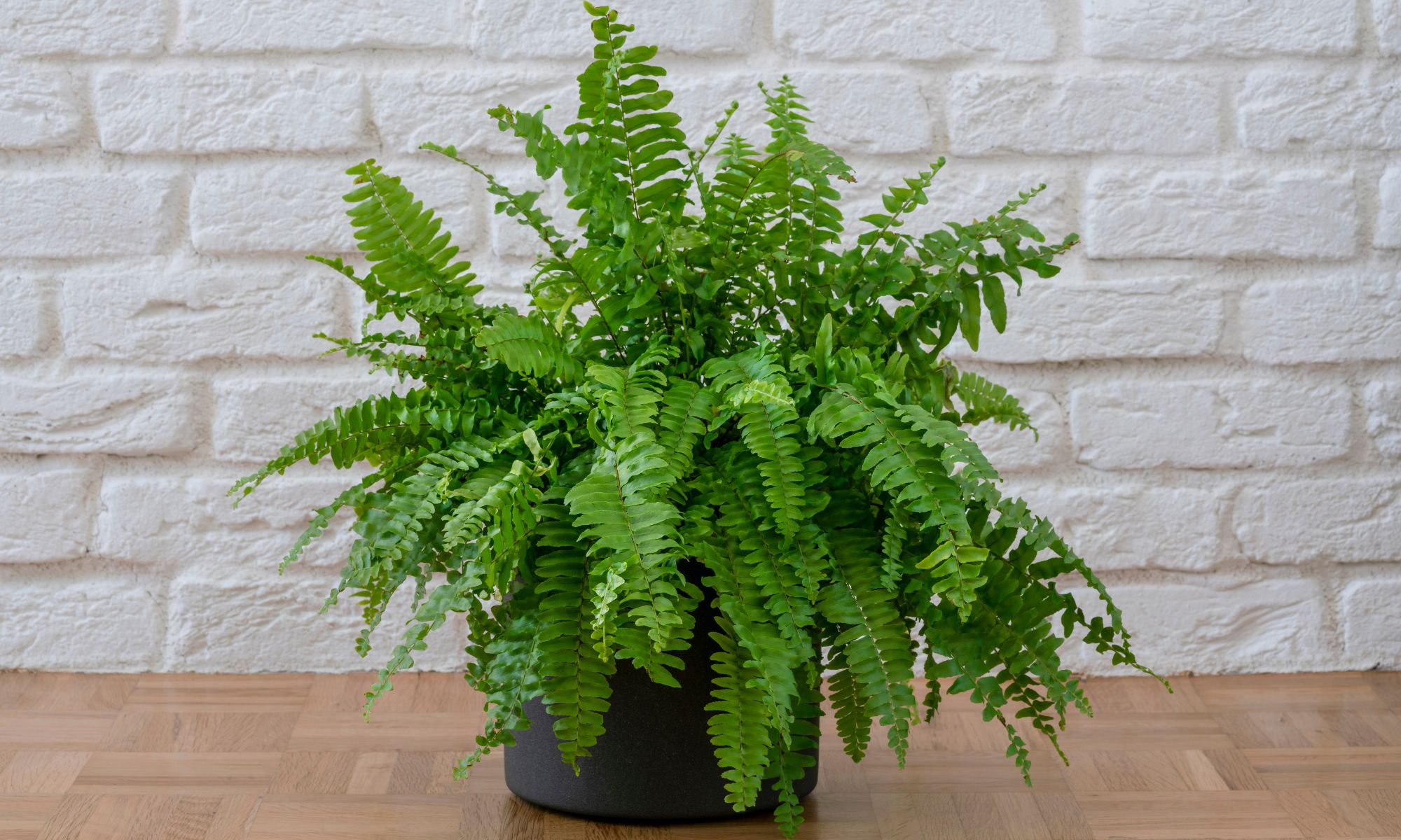 Boston Fern (Nephrolepis exaltata) - Indoor Plants That Purify Air and Boost Your Mood