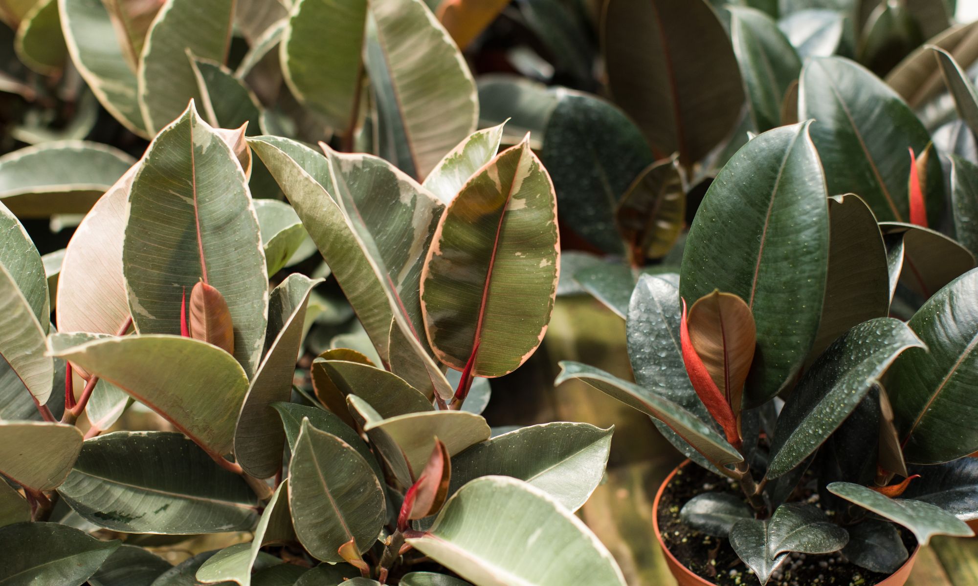 Rubber Plant (Ficus elastica)- Indoor Plants That Purify Air and Boost Your Mood