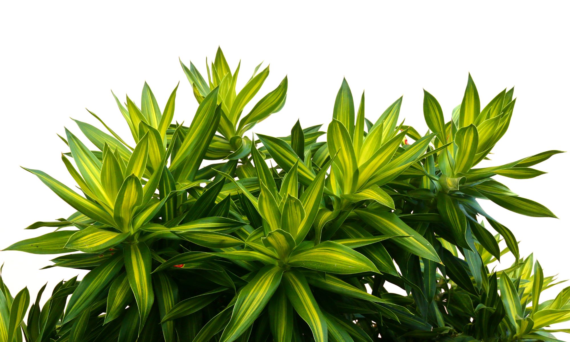 Dracaena (various species) - Indoor Plants That Purify Air and Boost Your Mood