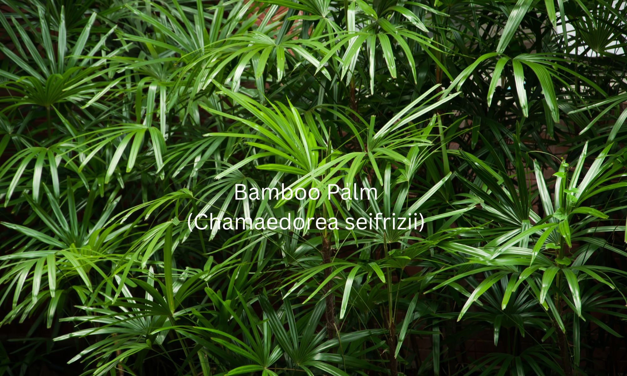 Bamboo Palm (Chamaedorea seifrizii) - Air Purifying Plant