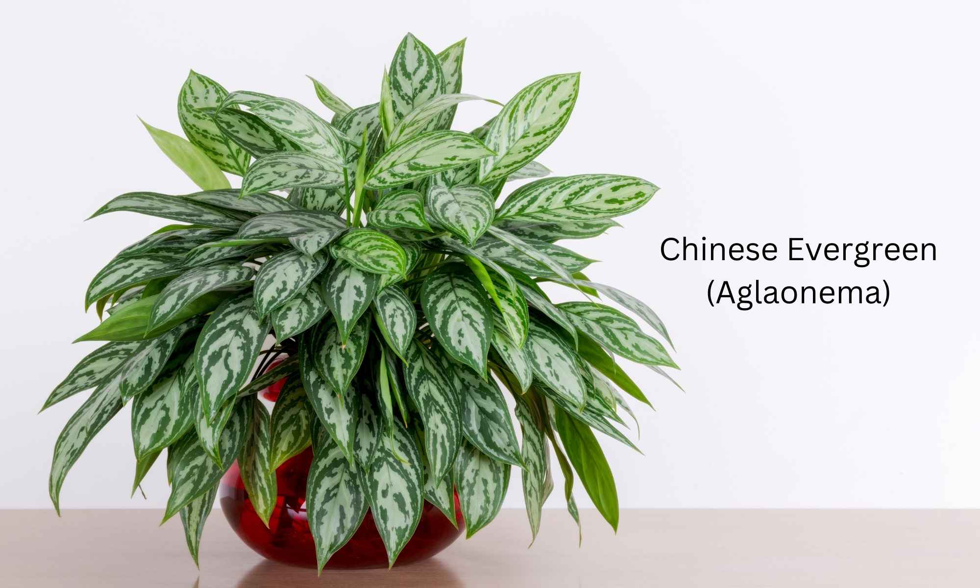 Chinese Evergreen (Aglaonema)