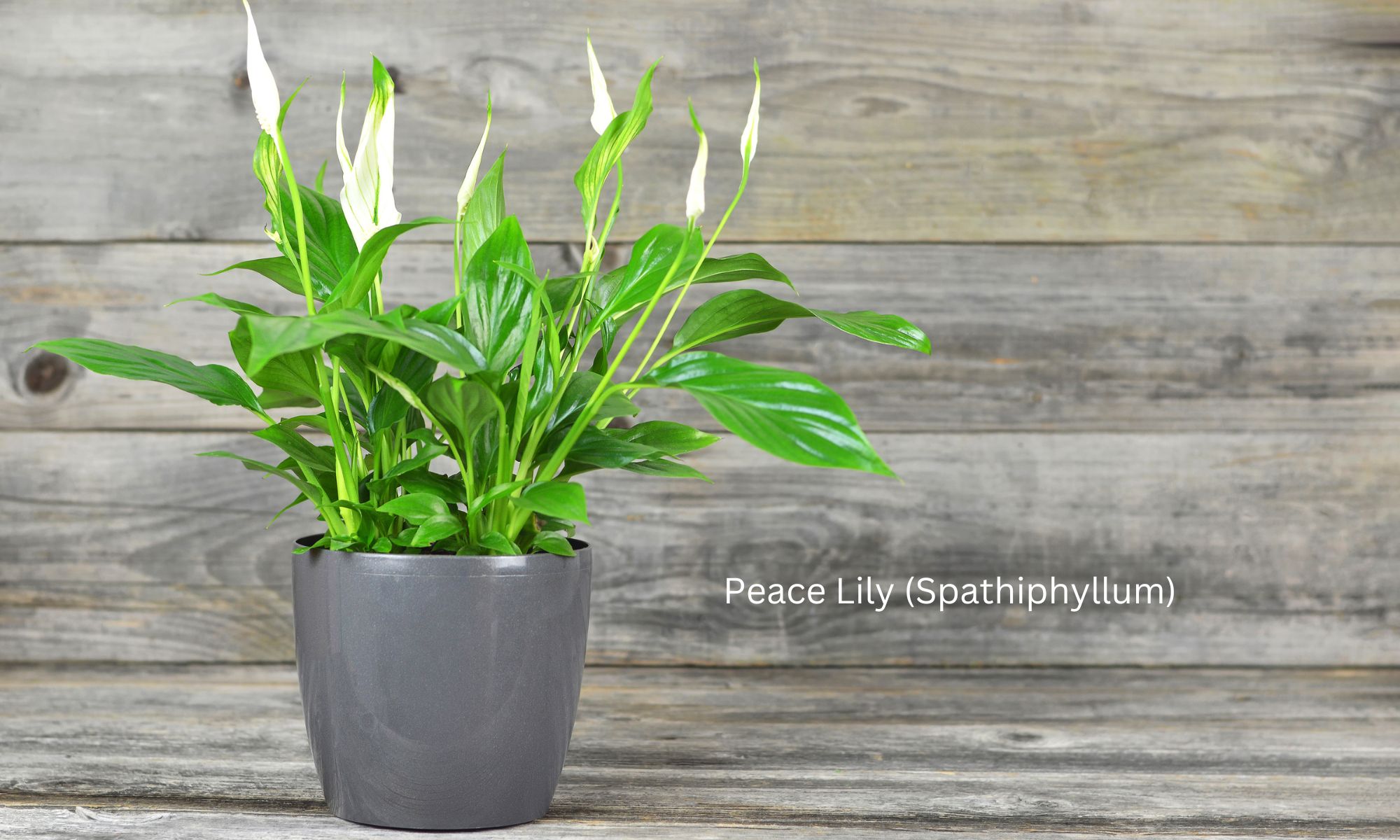 Peace Lily (Spathiphyllum) - Air Purifying Plants 