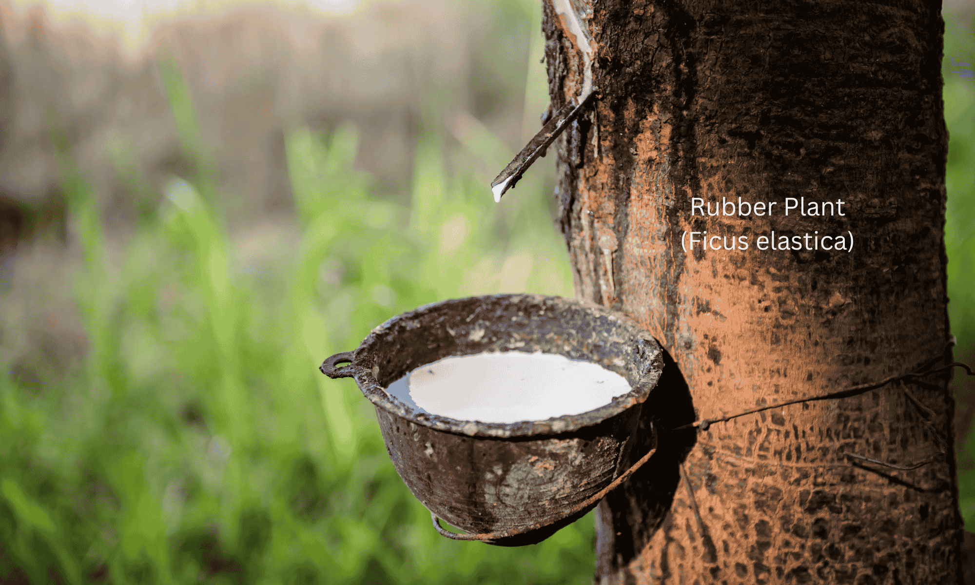 Rubber Plant (Ficus elastica) - Air Purifying Plant