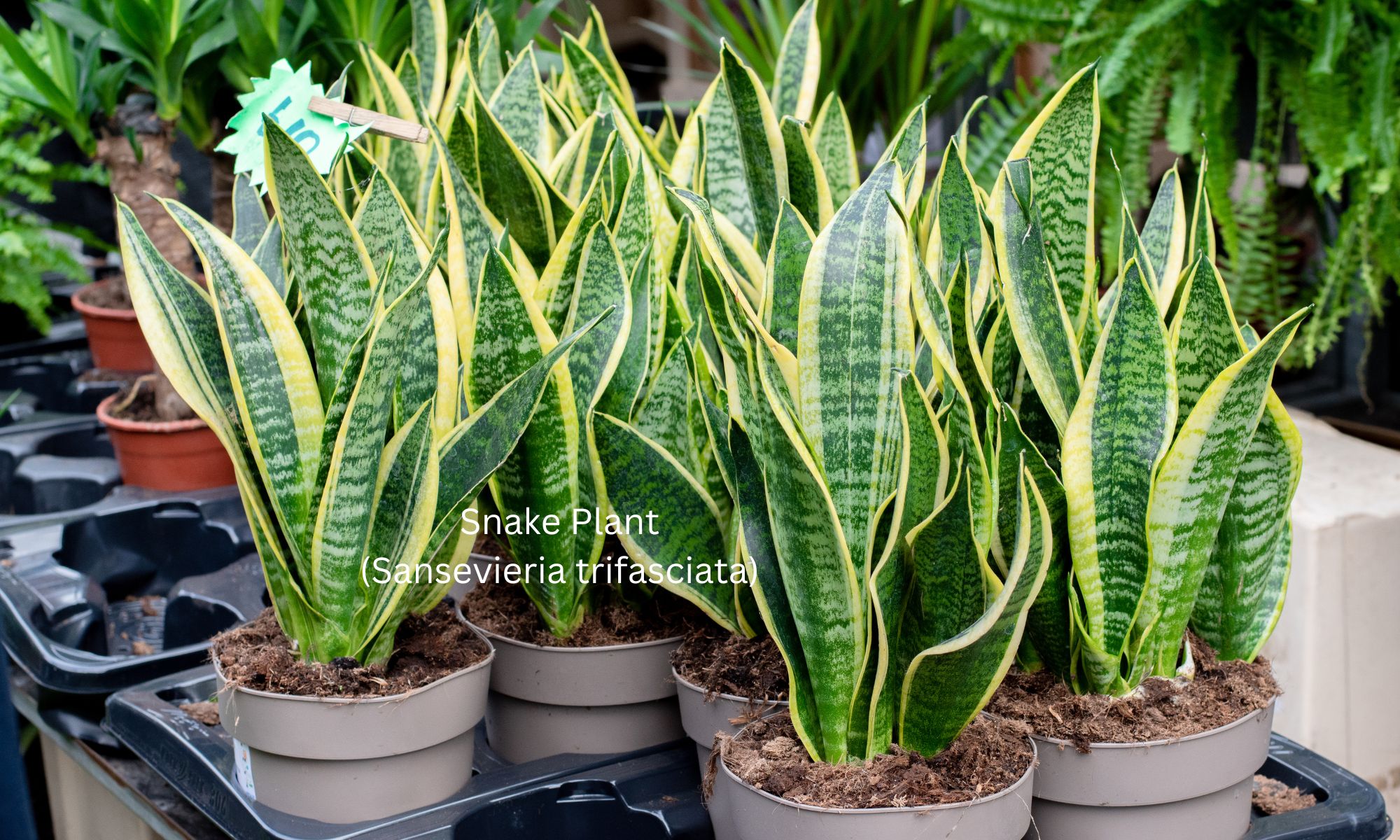 Snake Plant (Sansevieria trifasciata) - Air purifying plant