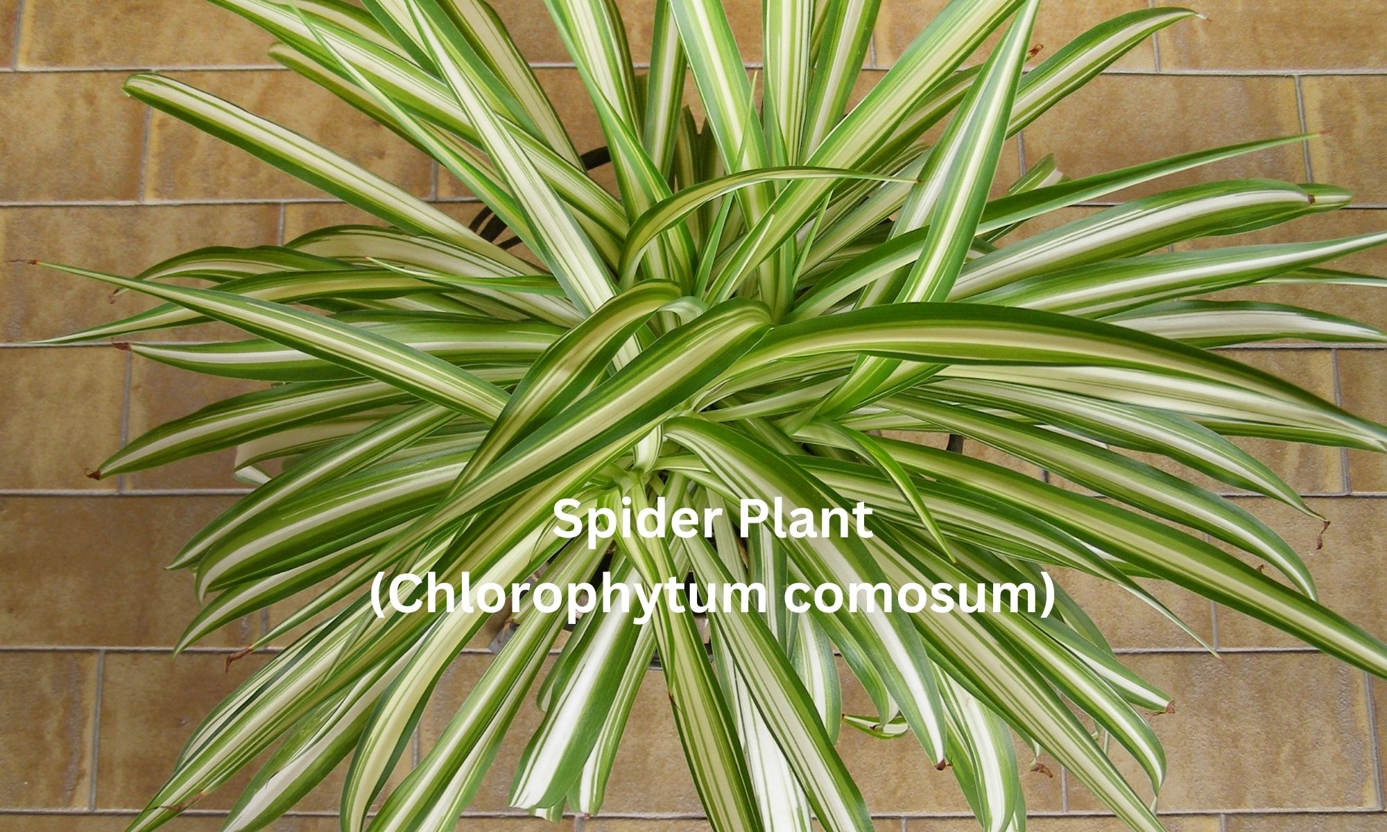 Spider Plant (Chlorophytum comosum) - Air purifying plant