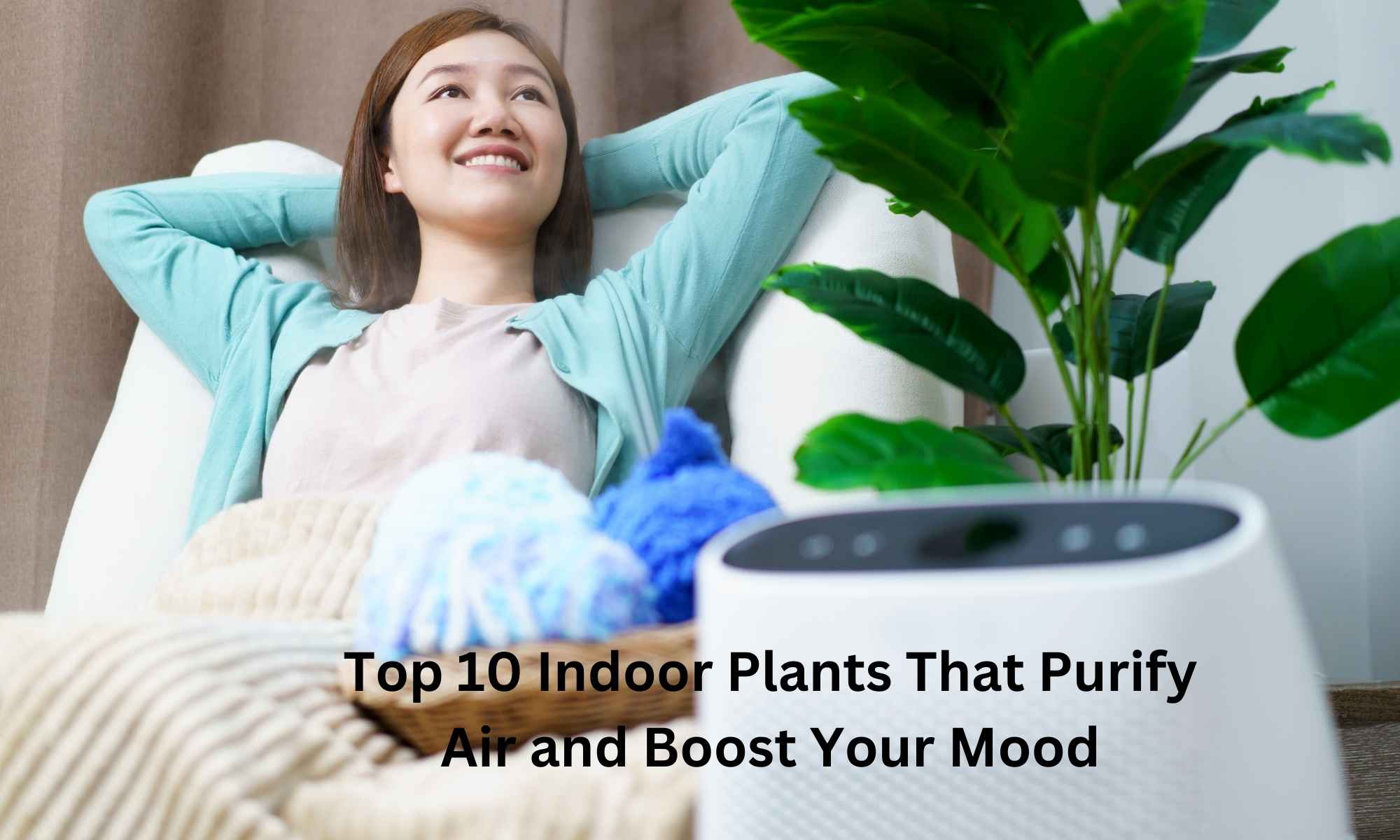 Indoor Plants That Purify Air and Boost Your Mood