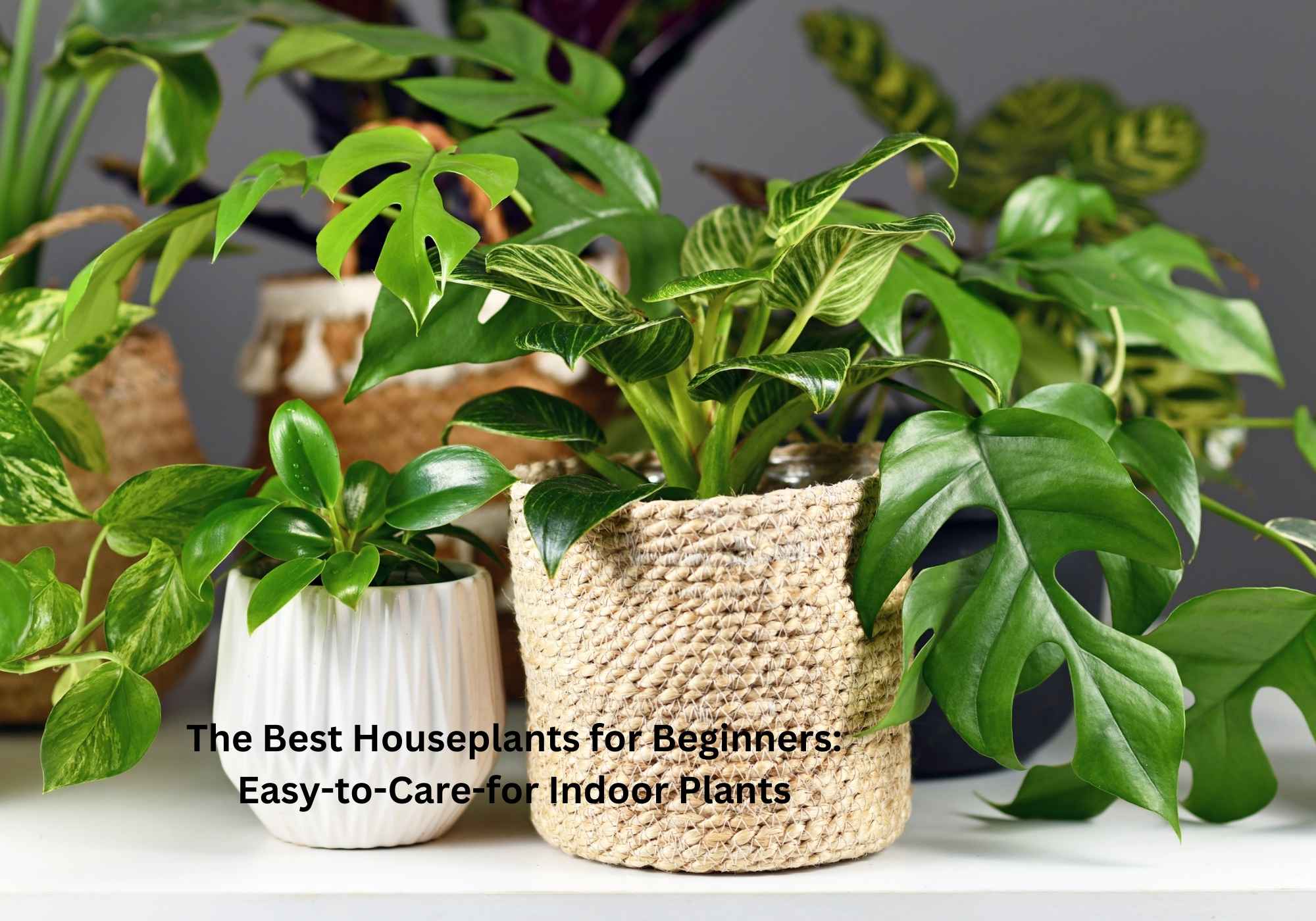 The Best Houseplants for Beginners Easy-to-Care-for Indoor Plants