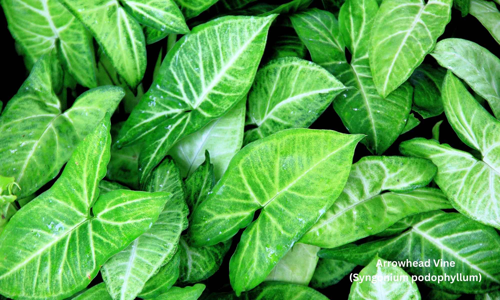 Arrowhead Vine (Syngonium podophyllum)