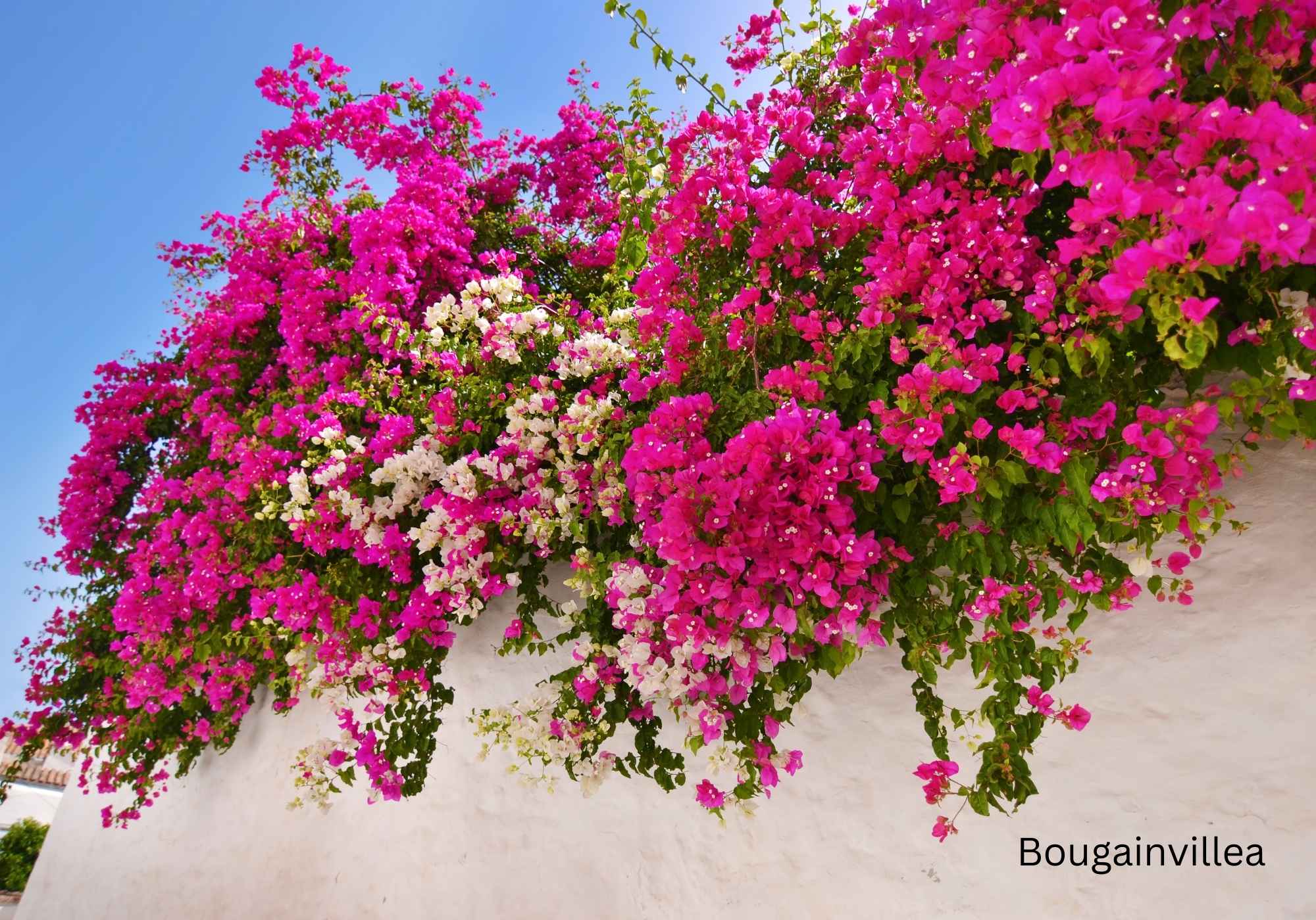 Best Flowering Plants for Indian Climate Bougainvillea