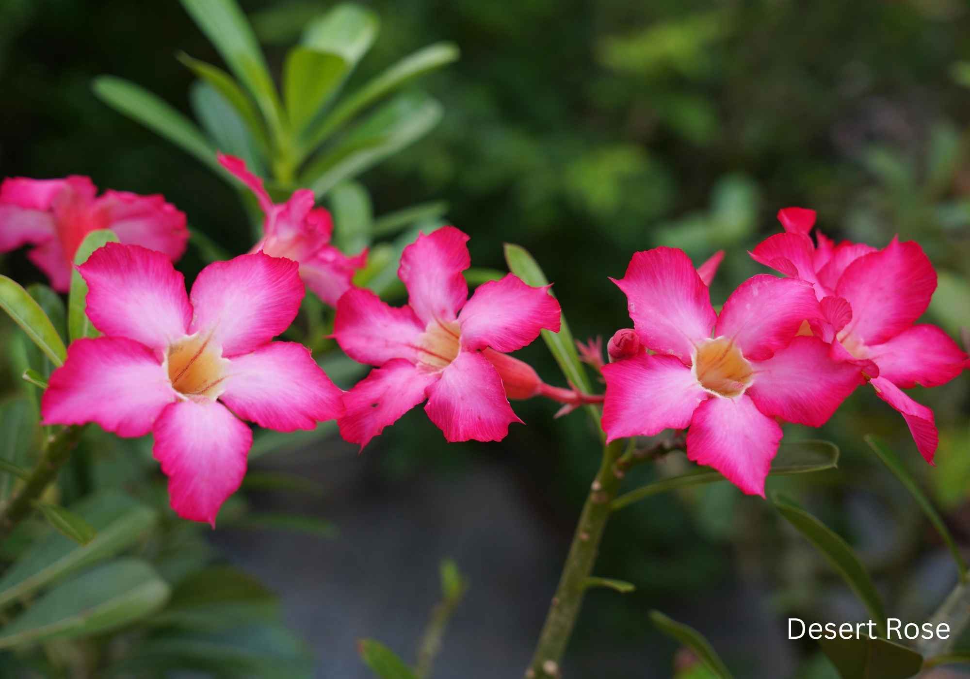 Best Flowering Plants for Indian Climate Desert Rose