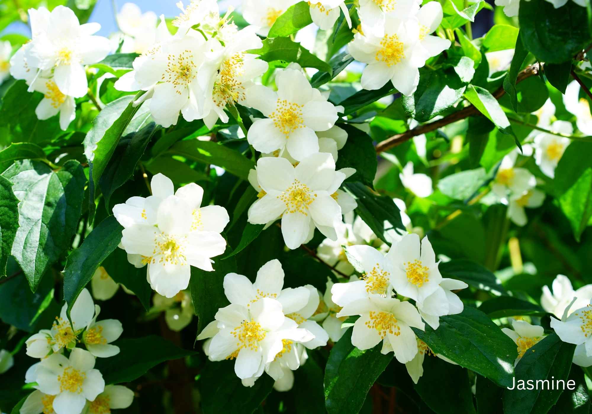 Best Flowering Plants for Indian Climate Jasmine (1)