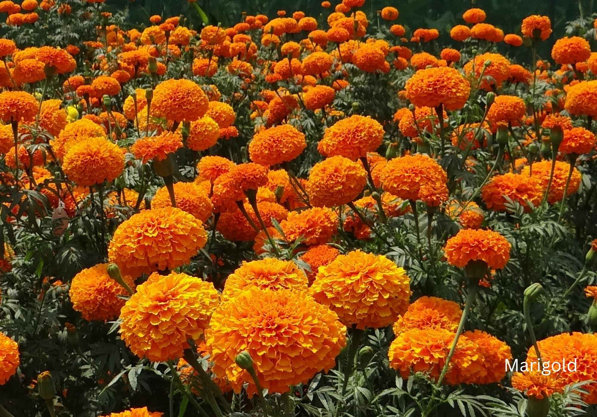 Best Flowering Plants for Indian Climate Marigold