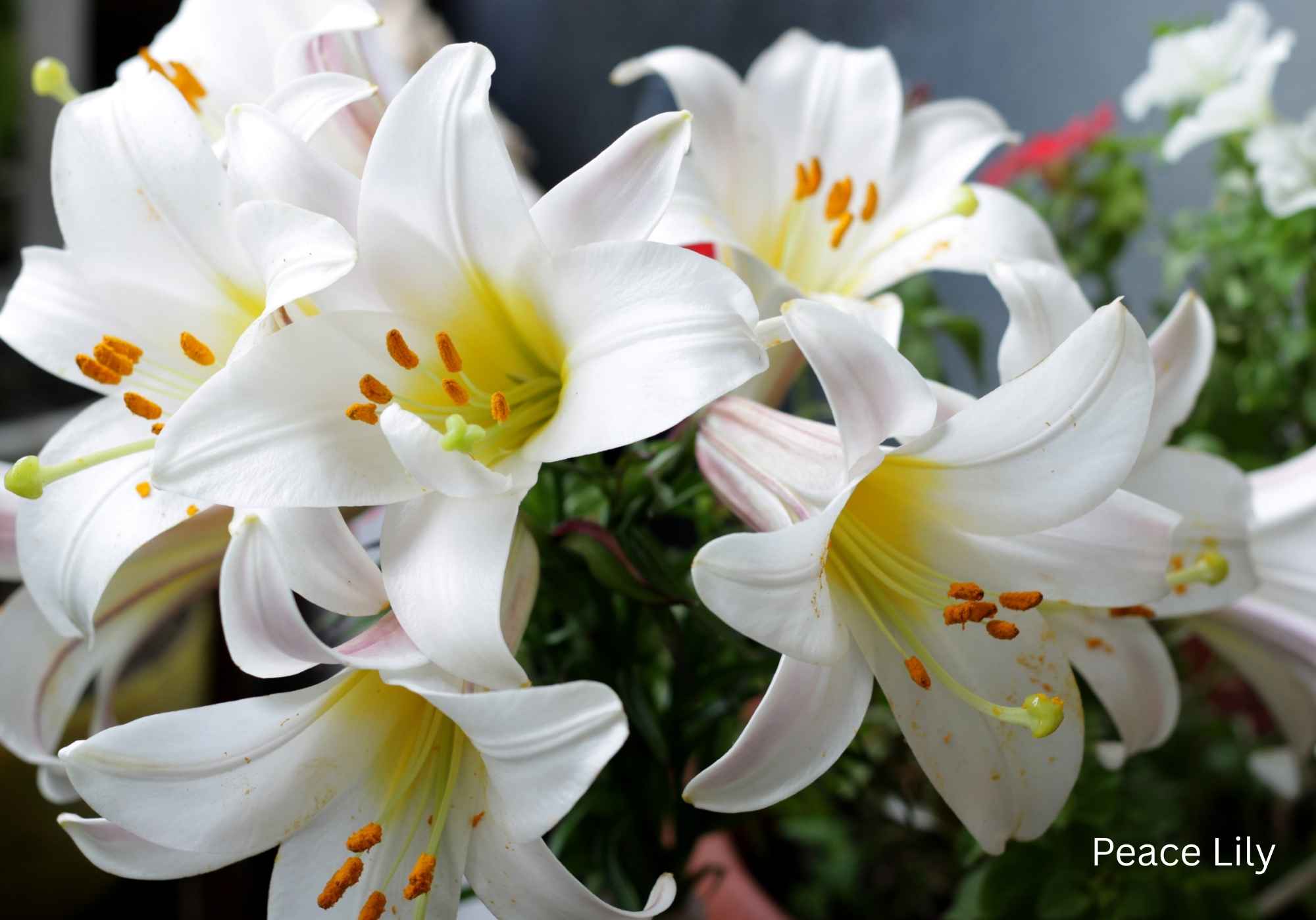 Best Flowering Plants for Indian Climate Peace Lily