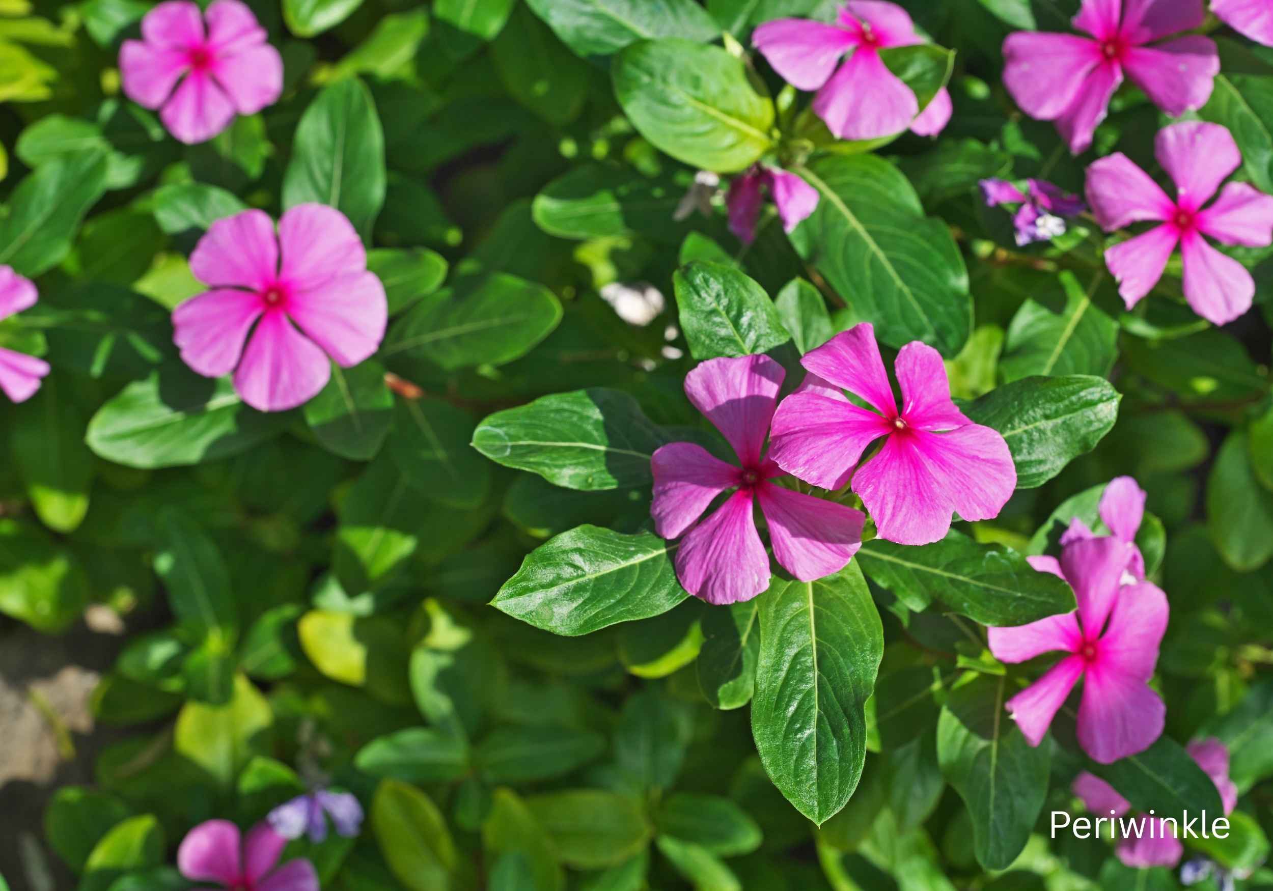Best Flowering Plants for Indian Climate Periwinkle