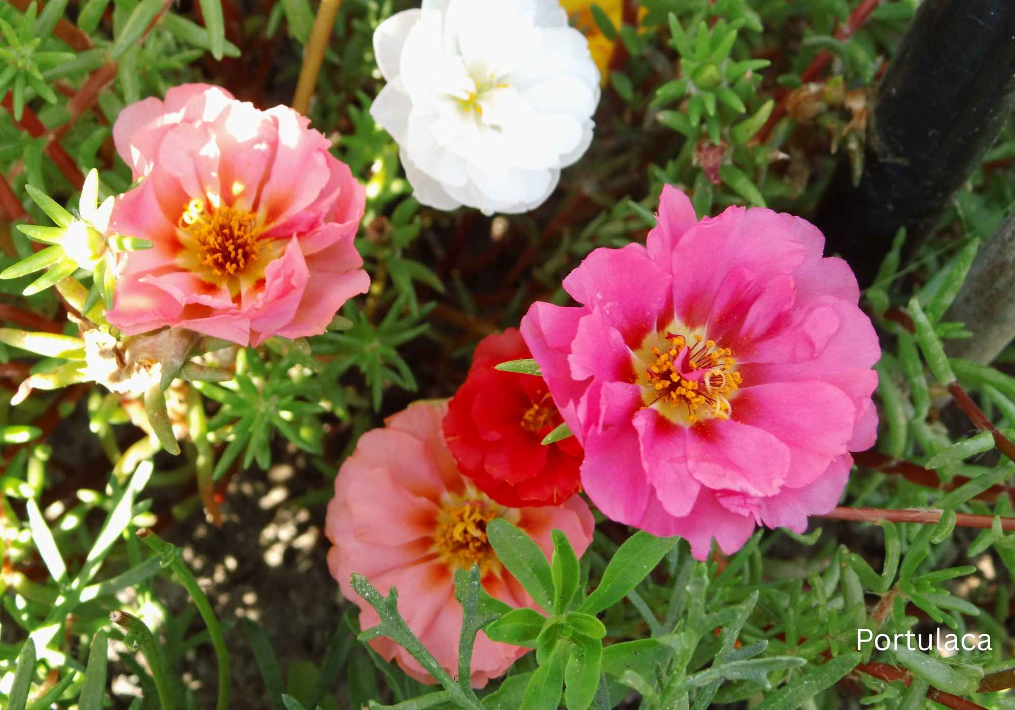 Best Flowering Plants for Indian Climate Portulaca