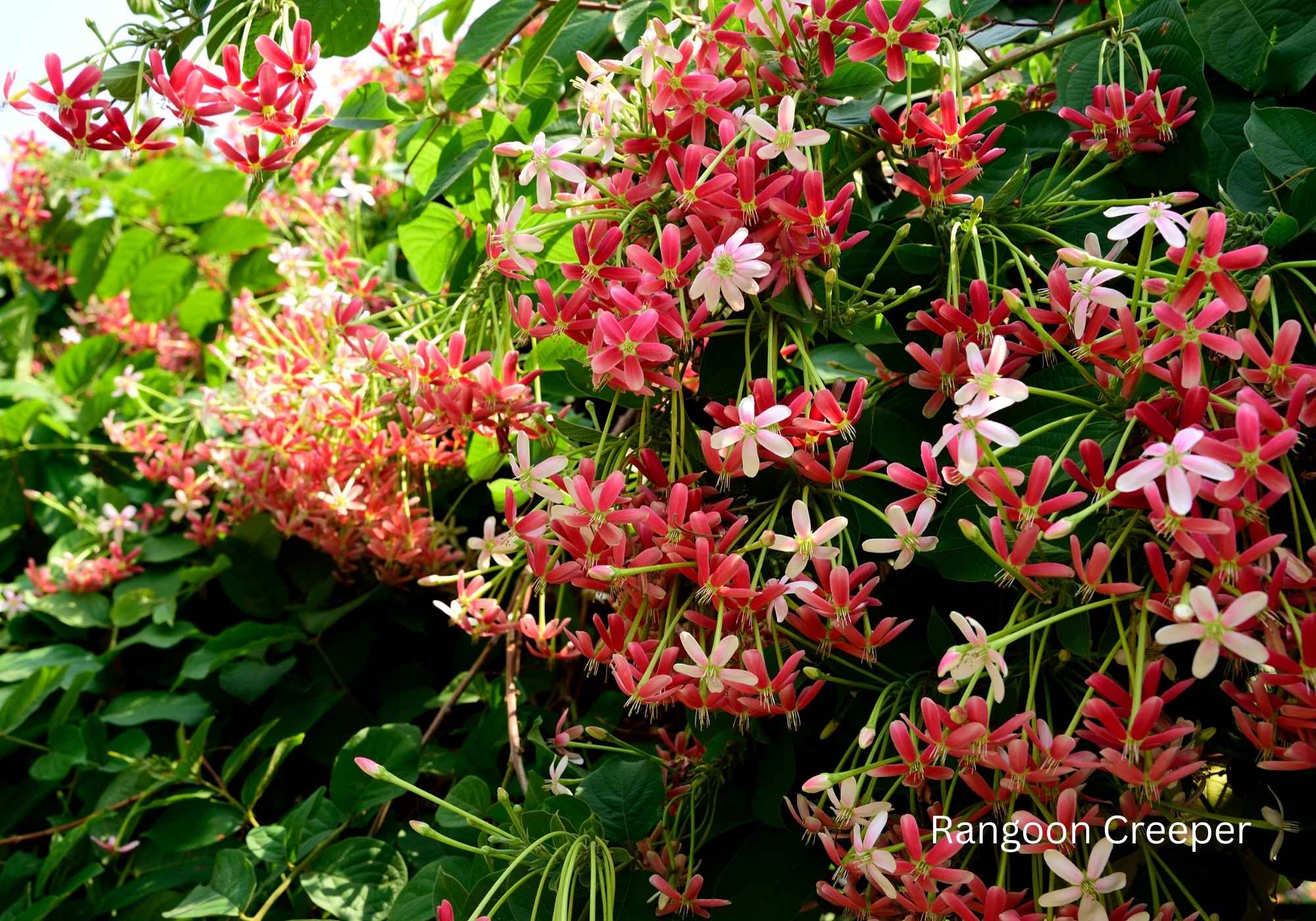 Best Flowering Plants for Indian Climate Rangoon Creeper