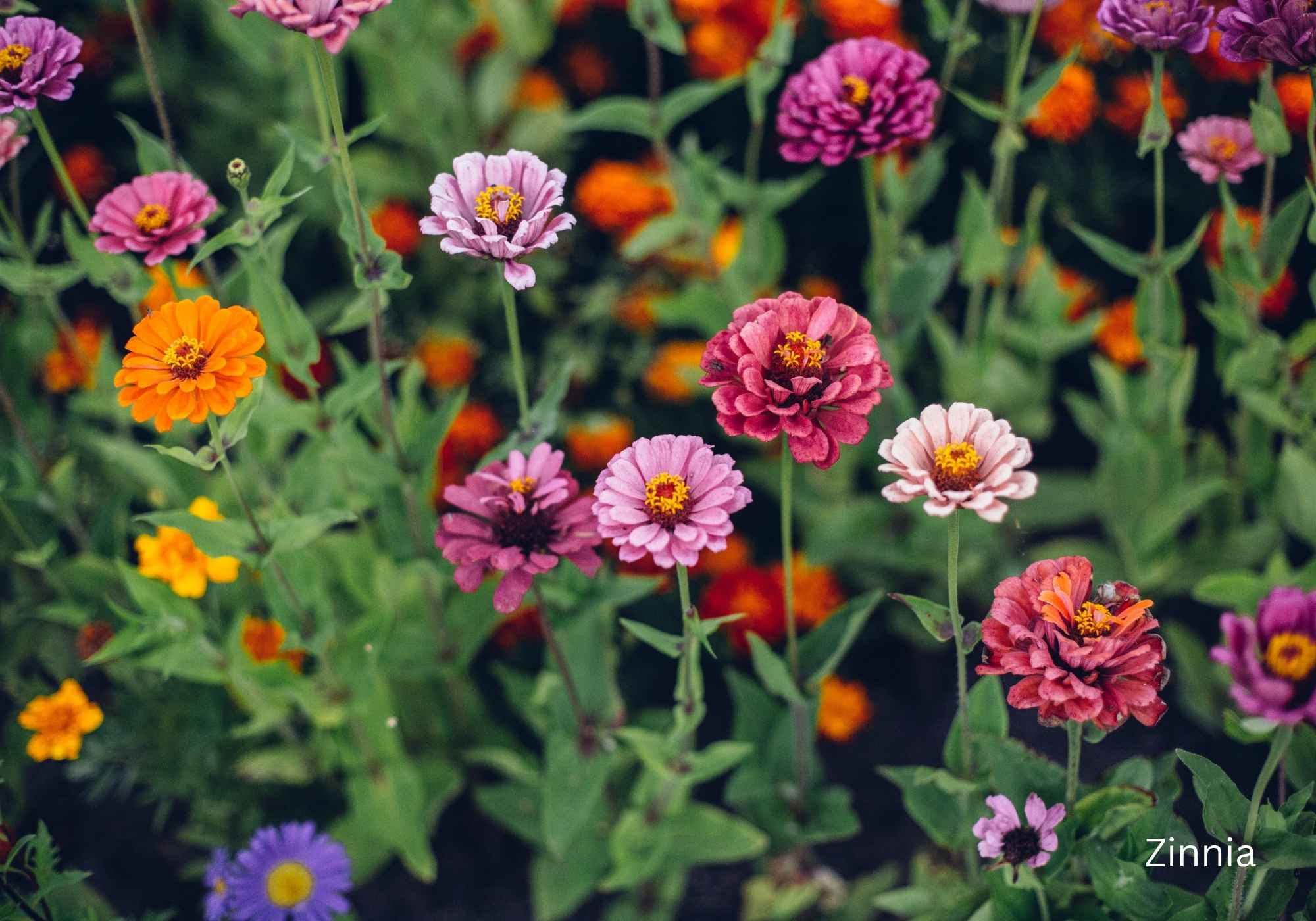Best Flowering Plants for Indian Climate Zinnia
