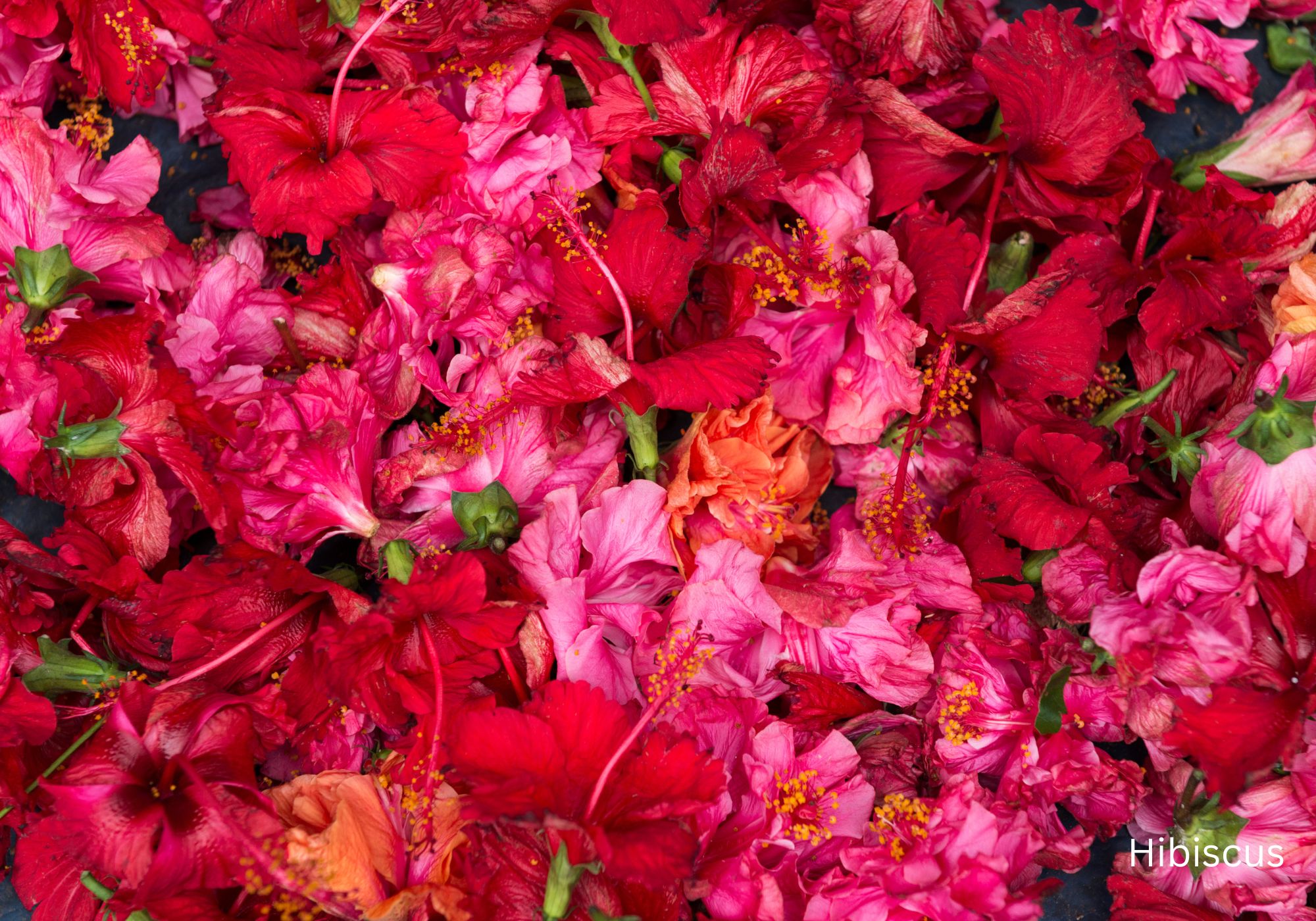Best Flowering Plants for Indian ClimateHibiscus