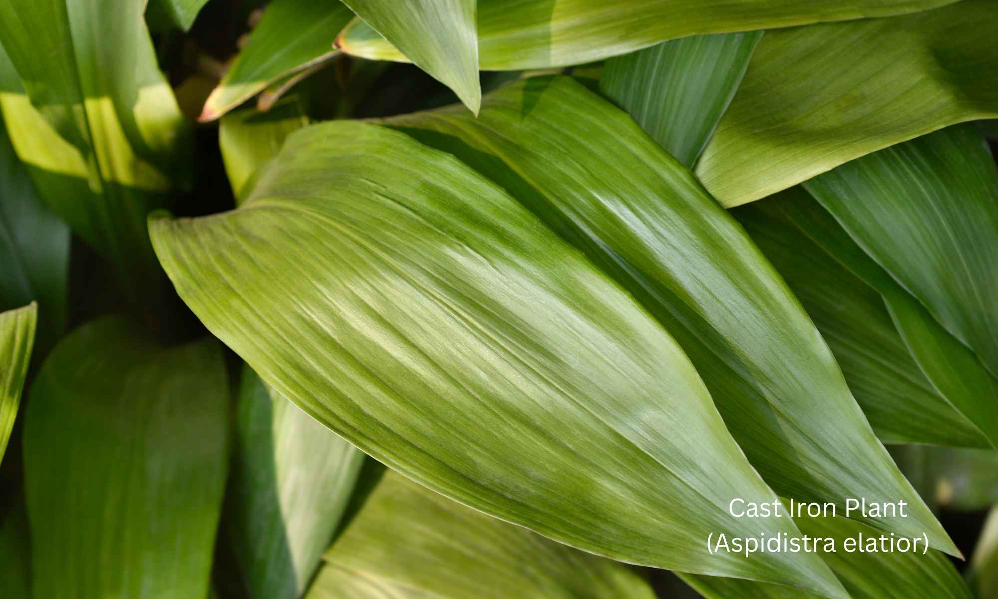 Cast Iron Plant (Aspidistra elatior) - Best Indoor Plants for Low Light 