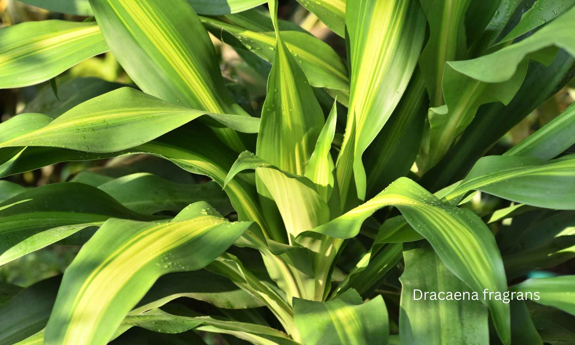Dracaena fragrans best indoor plants for low light