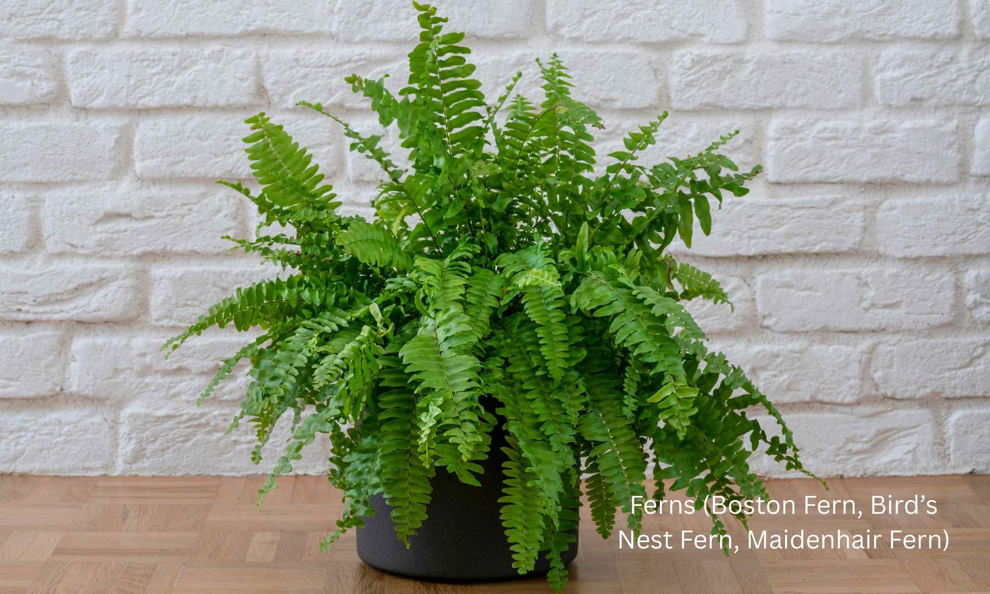 Ferns (Boston Fern, Bird’s Nest Fern, Maidenhair Fern)