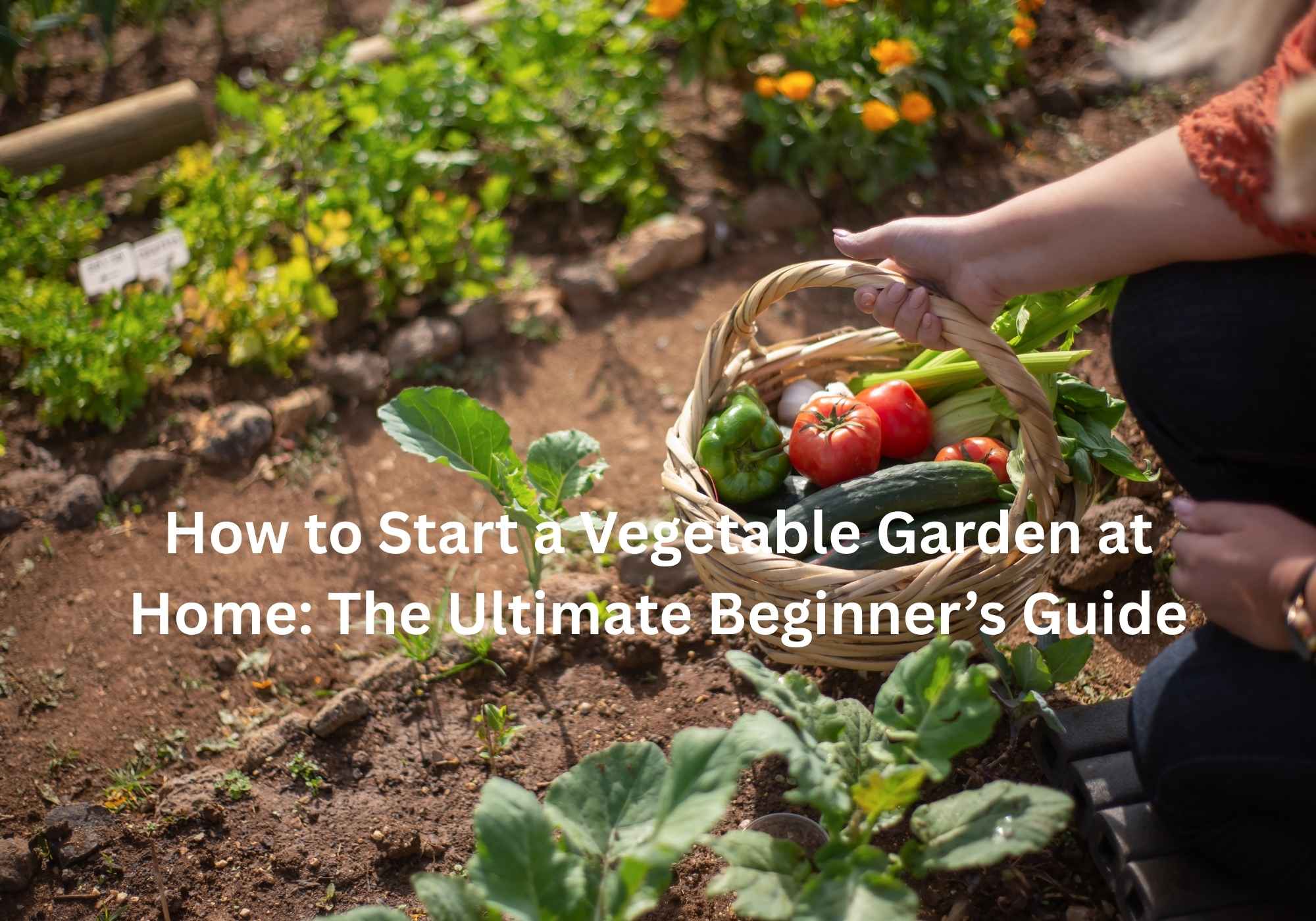 How to Start a Vegetable Garden at Home The Ultimate Beginner’s Guide