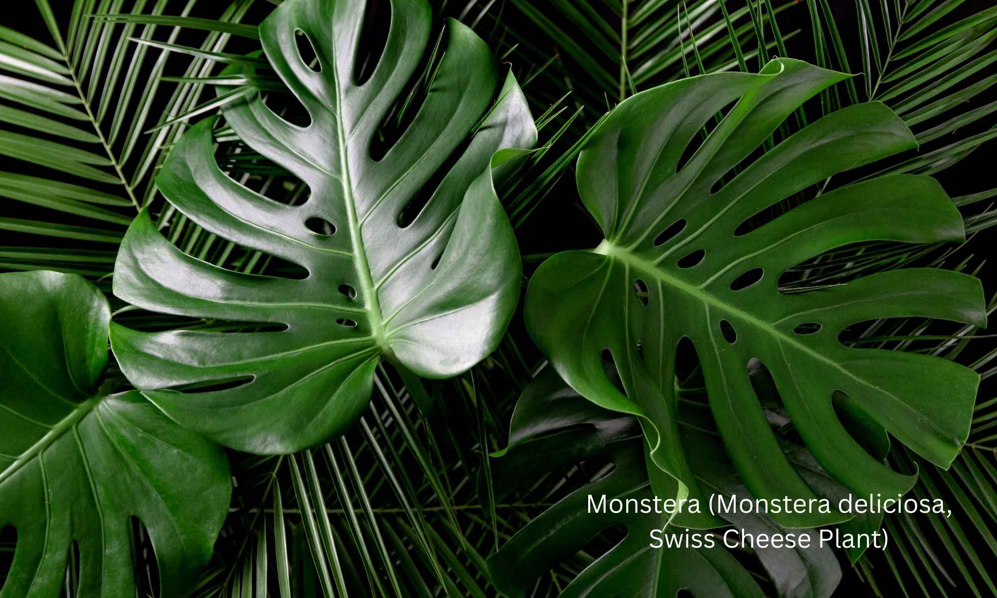 Monstera (Monstera deliciosa, Swiss Cheese Plant)