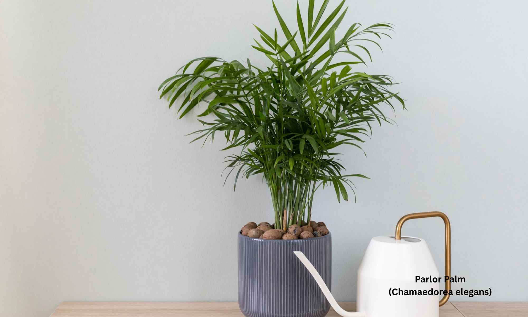 Parlor Palm (Chamaedorea elegans) - best indoor plants for low light