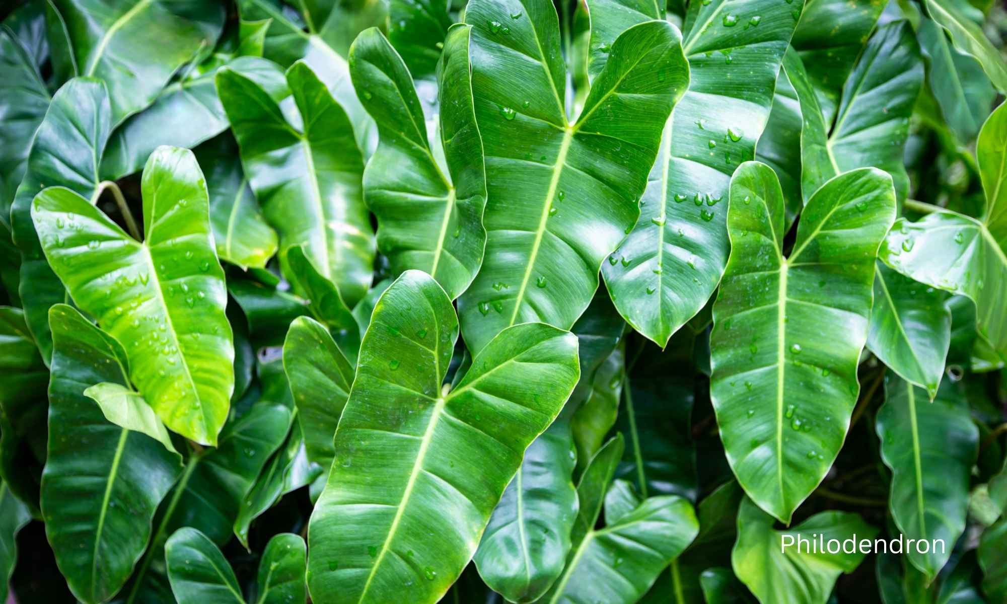 Philodendron - Best Indoor Plants for Low Light