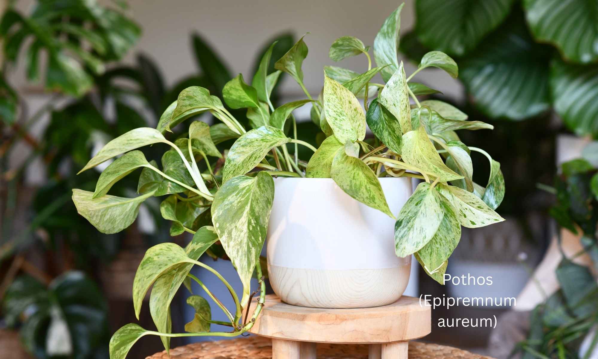 Pothos (Epipremnum aureum) - Best Indoor Plants for Low Light