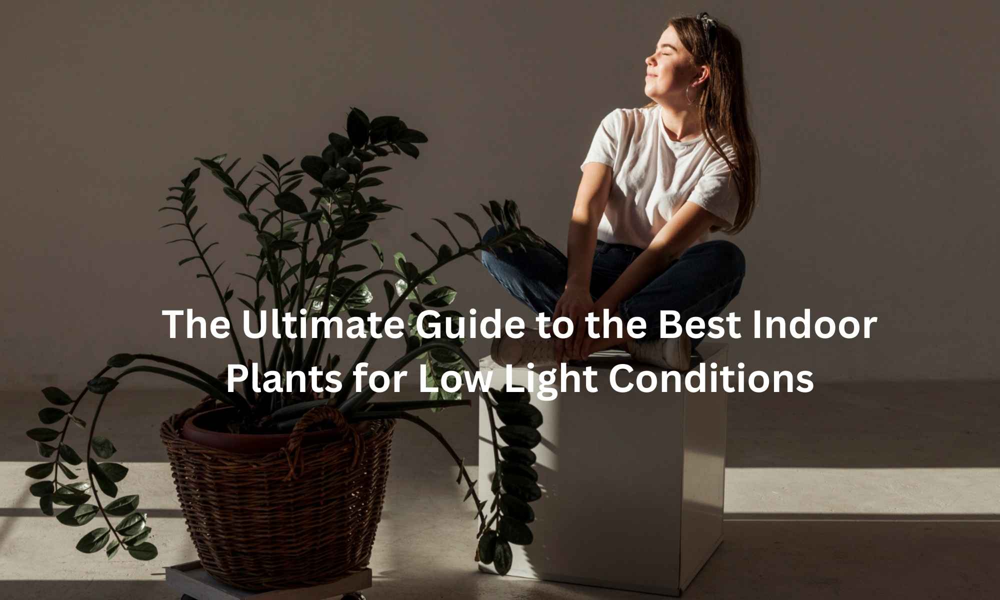 The Ultimate Guide to the Best Indoor Plants for Low Light Conditions