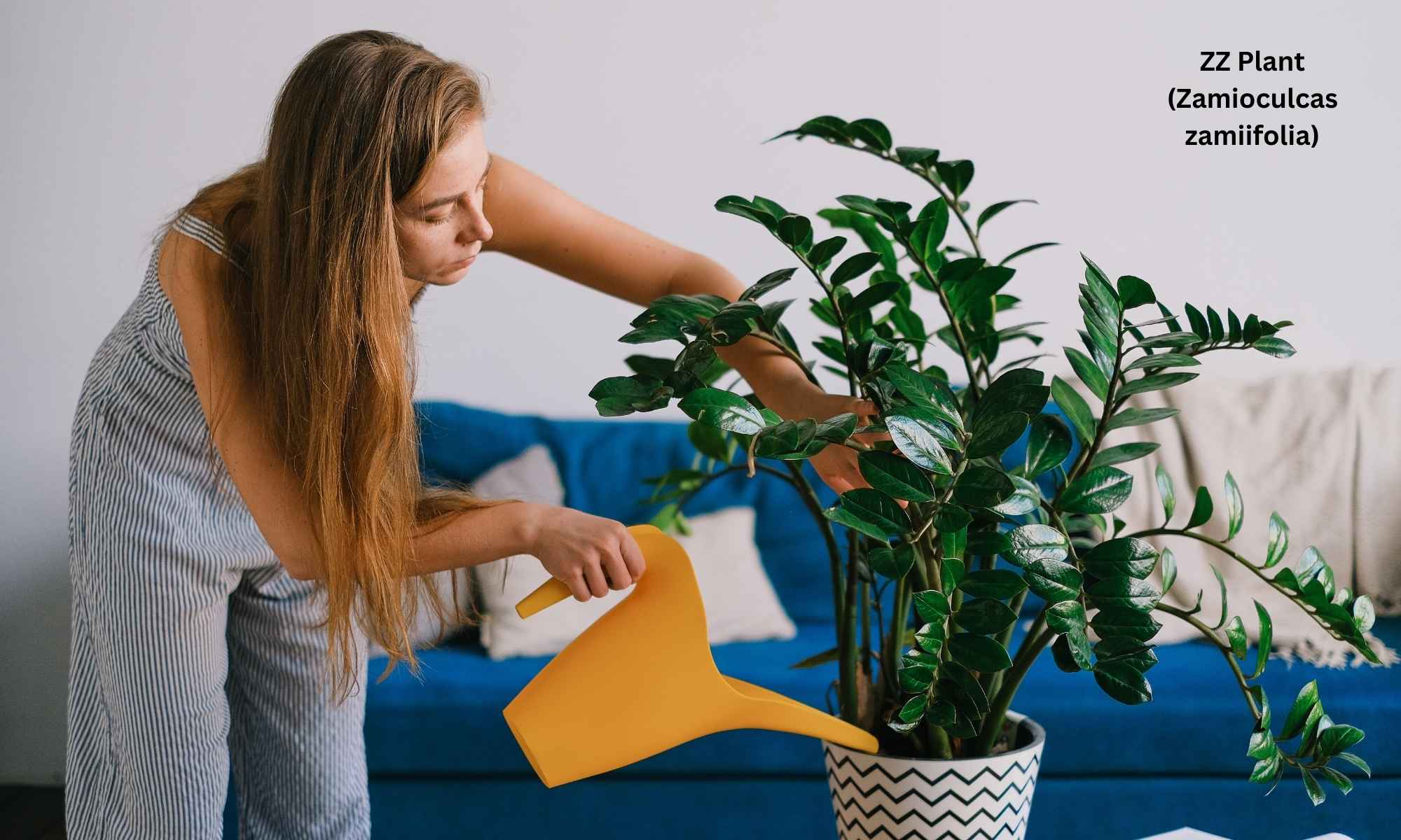 ZZ Plant (Zamioculcas zamiifolia) - Best Indoor Plants for Low Light