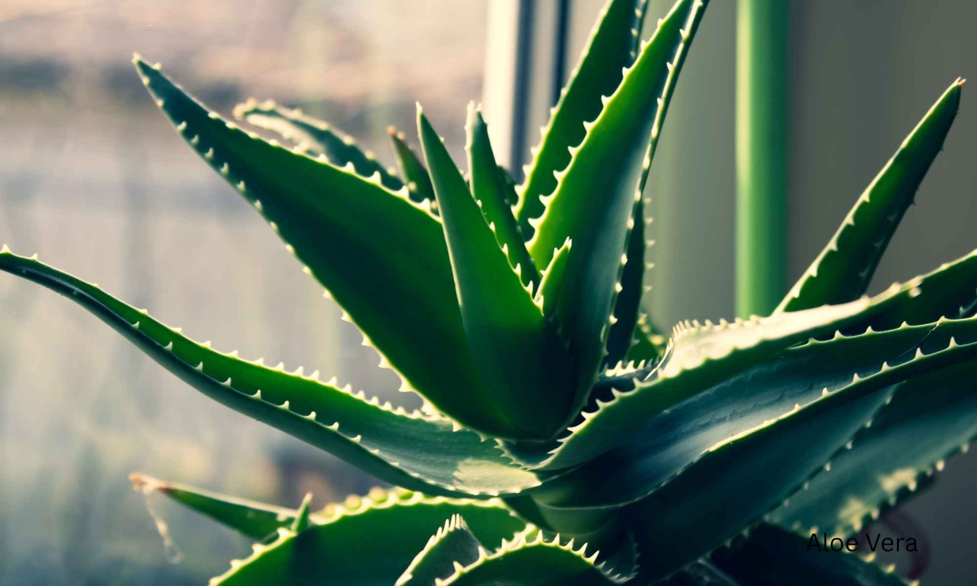 Aloe Vera - Best Plants for Air Purification