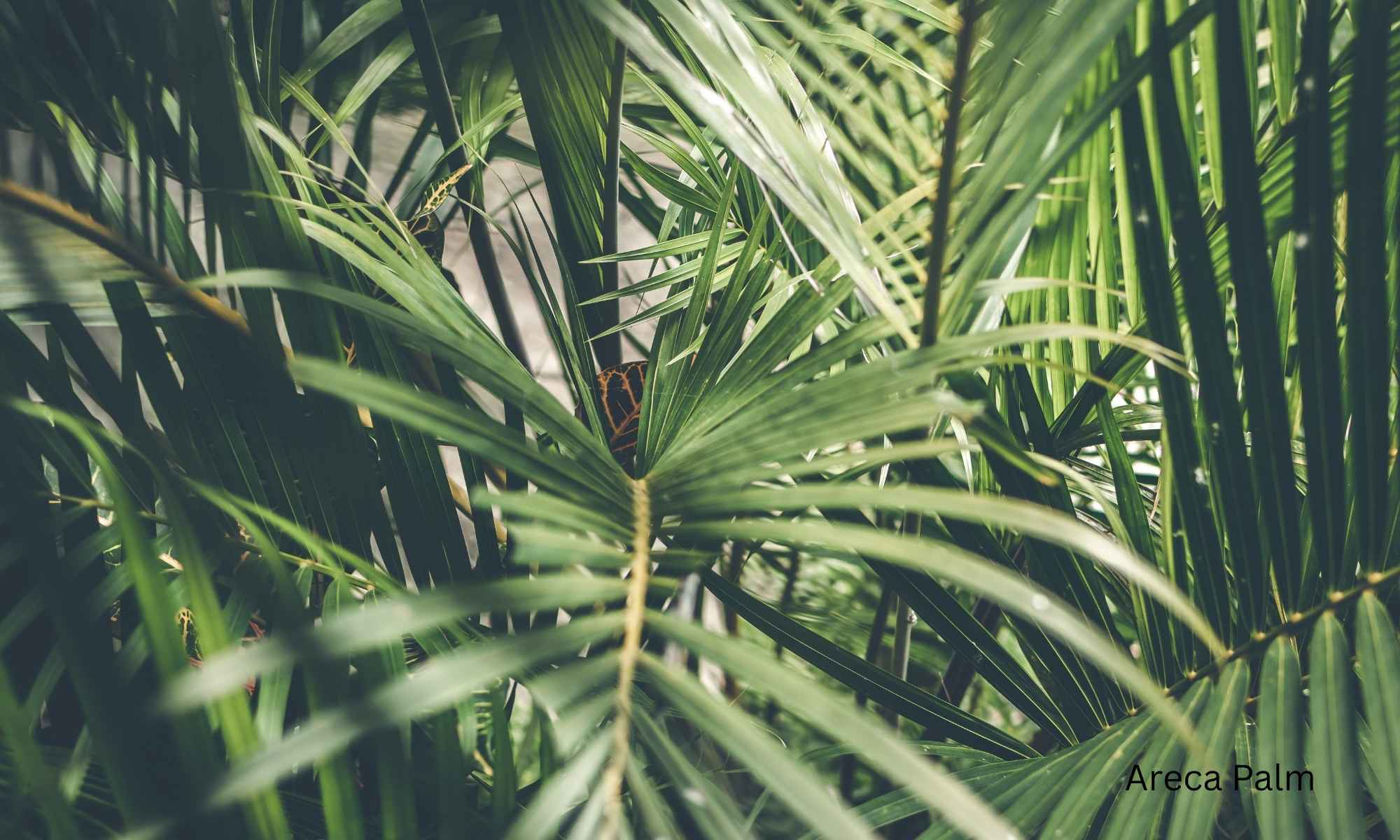 Areca Palm Best Plants for Air Purification The 