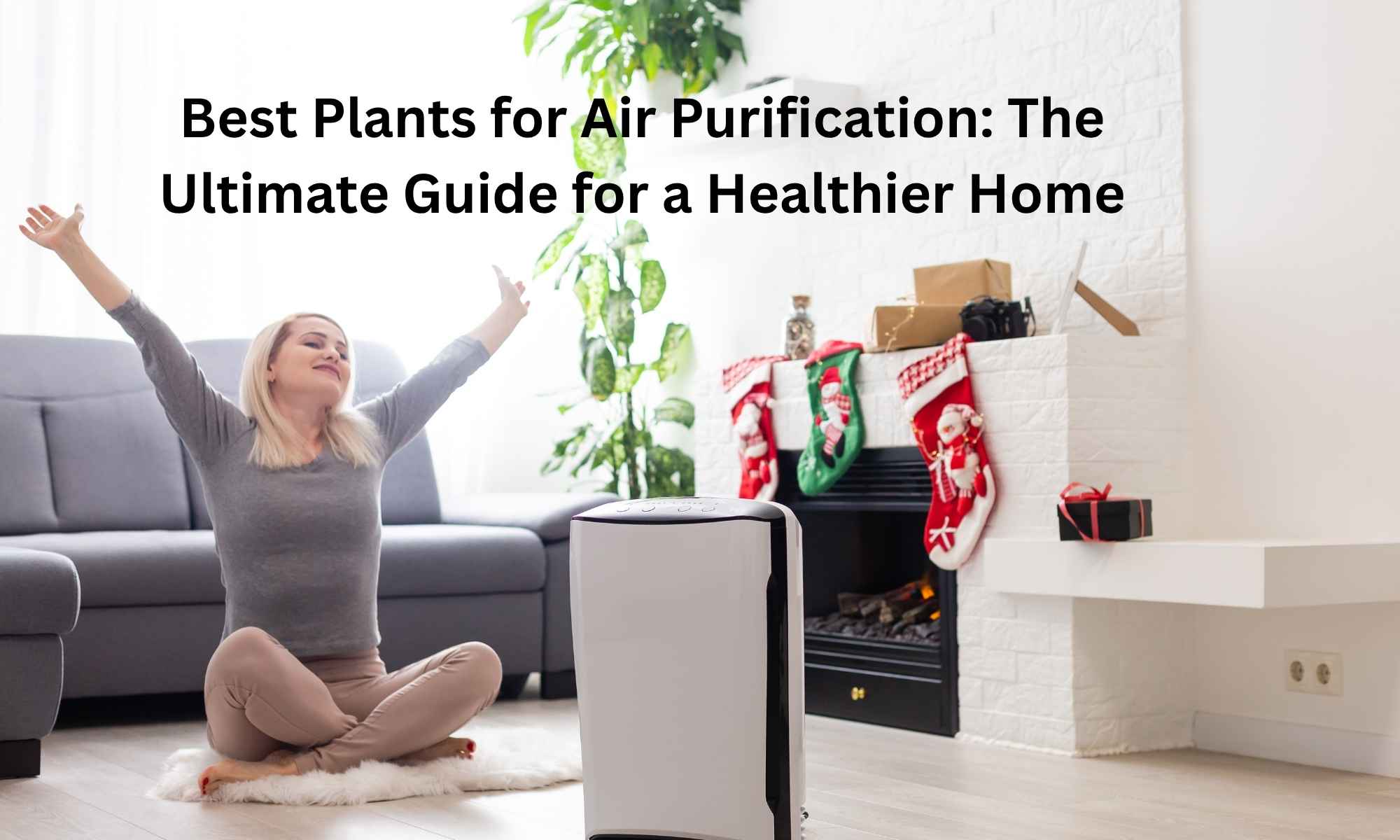 Best Plants for Air Purification The Ultimate Guide for a Healthier Home