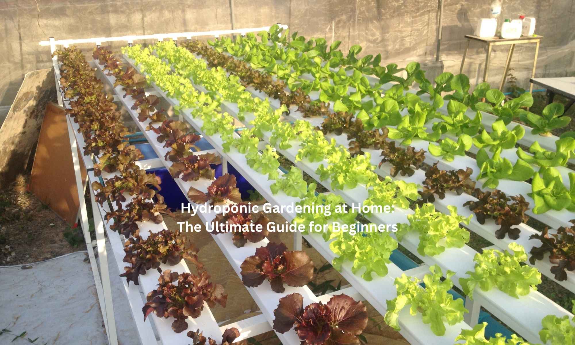 Hydroponic Gardening at Home The Ultimate Guide for Beginners