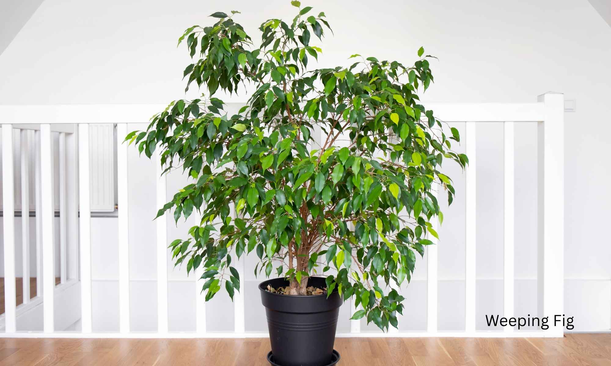 Weeping Fig - Best Plants for Air Purification